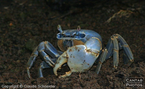 Costa Rica - Insects, Spiders & Crabs - Photo 24