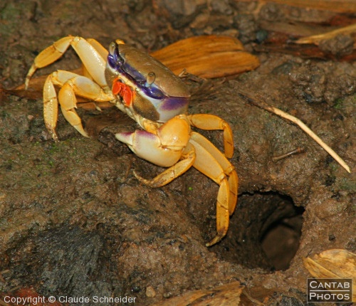 Costa Rica - Insects, Spiders & Crabs - Photo 25