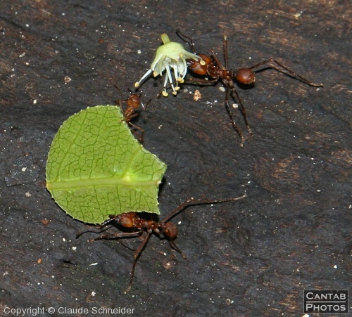 Costa Rica - Insects, Spiders & Crabs - Photo 28