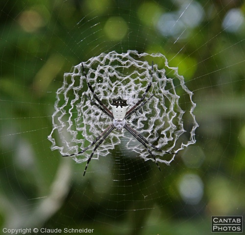 Costa Rica - Insects, Spiders & Crabs - Photo 31