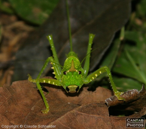 Costa Rica - Insects, Spiders & Crabs - Photo 36