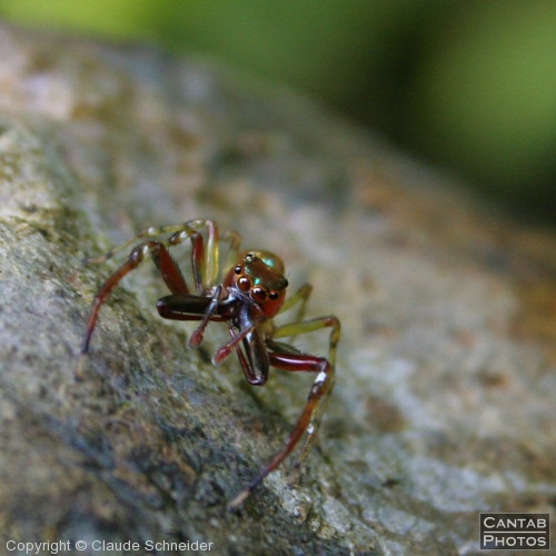 Costa Rica - Insects, Spiders & Crabs - Photo 40