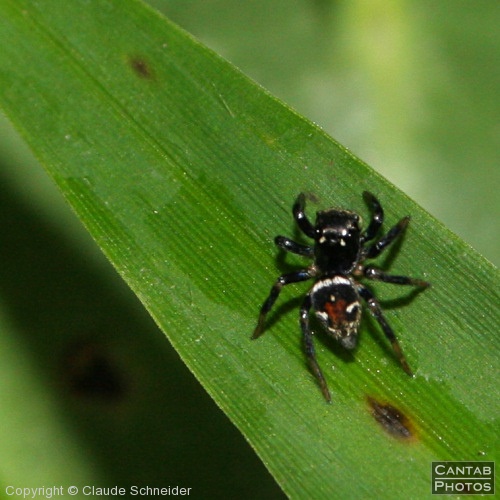 Costa Rica - Insects, Spiders & Crabs - Photo 42