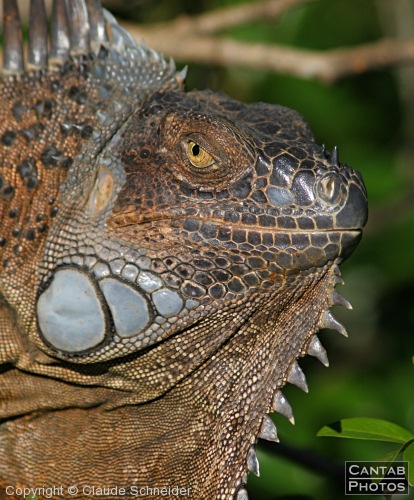 Costa Rica - Reptiles - Photo 1