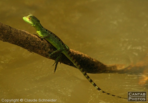 Costa Rica - Reptiles - Photo 2