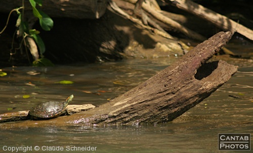 Costa Rica - Reptiles - Photo 3