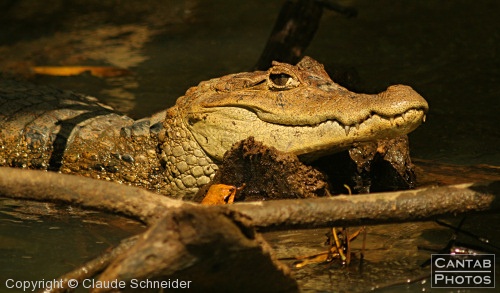 Costa Rica - Reptiles - Photo 4