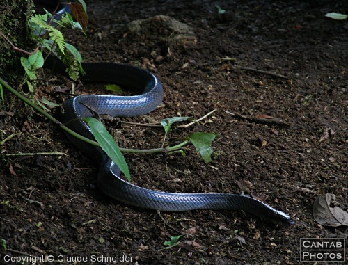 Costa Rica - Reptiles - Photo 7
