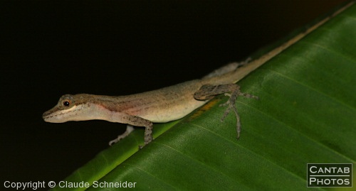 Costa Rica - Reptiles - Photo 9