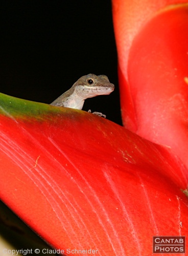 Costa Rica - Reptiles - Photo 10