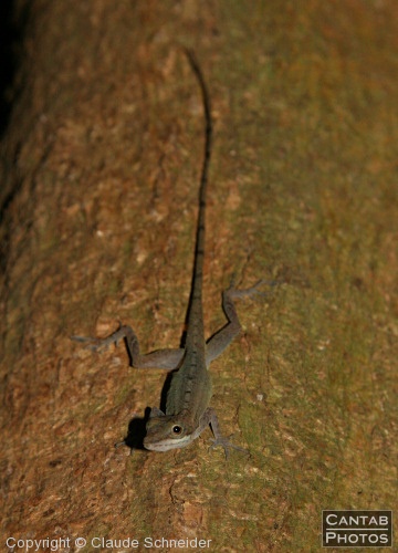 Costa Rica - Reptiles - Photo 11