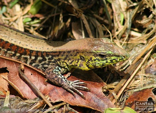 Costa Rica - Reptiles - Photo 12