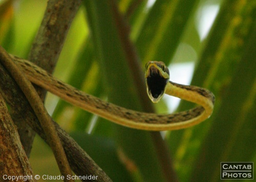 Costa Rica - Reptiles - Photo 14