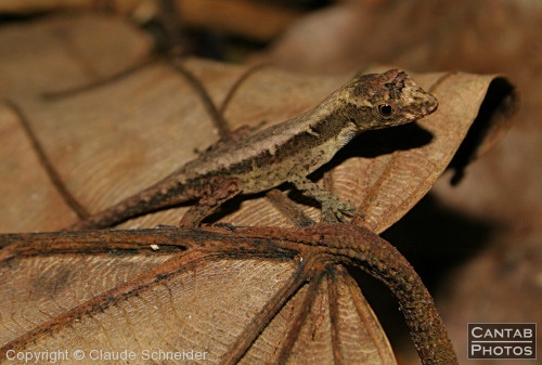Costa Rica - Reptiles - Photo 16