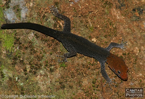 Costa Rica - Reptiles - Photo 17