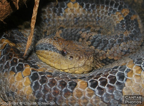 Costa Rica - Reptiles - Photo 18