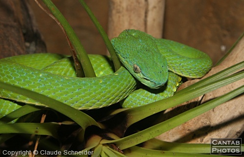 Costa Rica - Reptiles - Photo 19