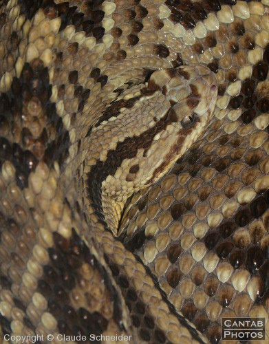 Costa Rica - Reptiles - Photo 20
