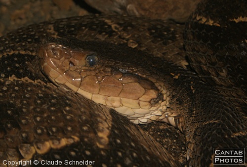 Costa Rica - Reptiles - Photo 21