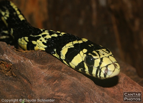 Costa Rica - Reptiles - Photo 22