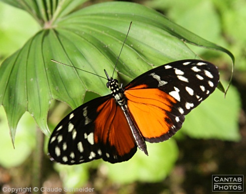 Costa Rica - Butterflies - Photo 1
