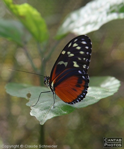 Costa Rica - Butterflies - Photo 2