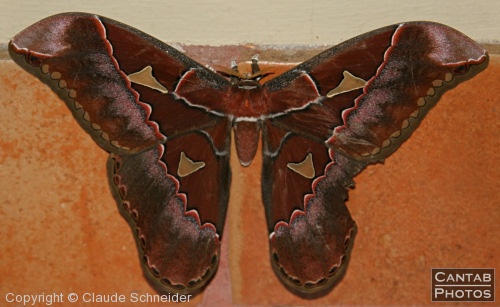 Costa Rica - Butterflies - Photo 3