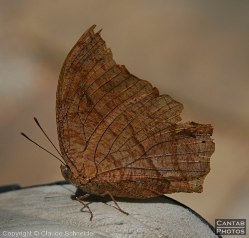 Costa Rica - Butterflies - Photo 4