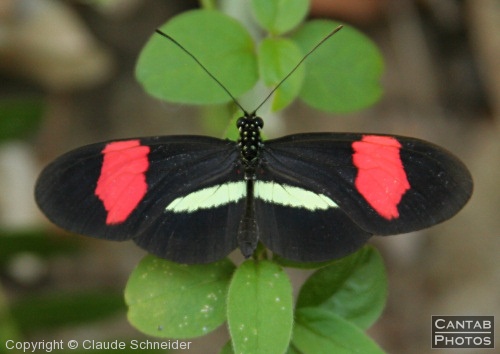 Costa Rica - Butterflies - Photo 5