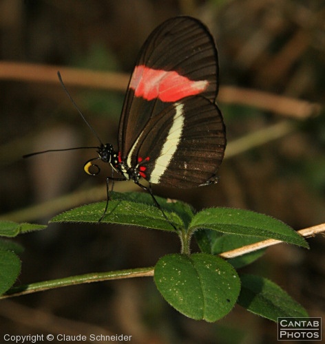 Costa Rica - Butterflies - Photo 6