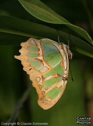 Costa Rica - Butterflies - Photo 7