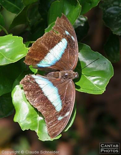 Costa Rica - Butterflies - Photo 8
