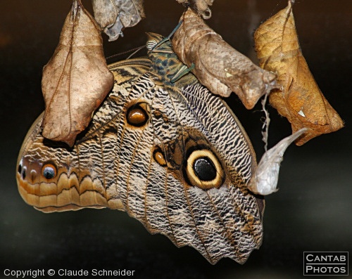 Costa Rica - Butterflies - Photo 11