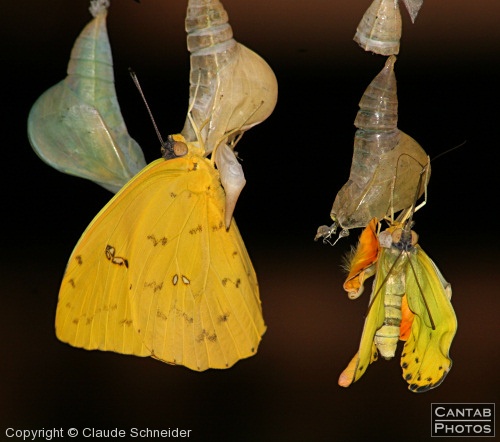 Costa Rica - Butterflies - Photo 12