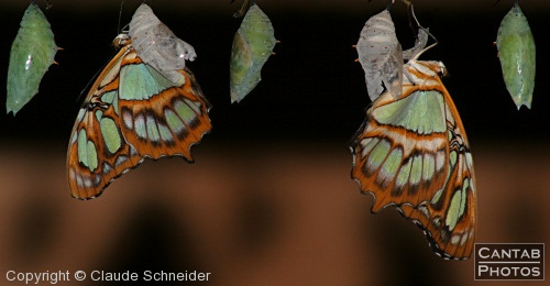 Costa Rica - Butterflies - Photo 13