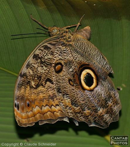 Costa Rica - Butterflies - Photo 14