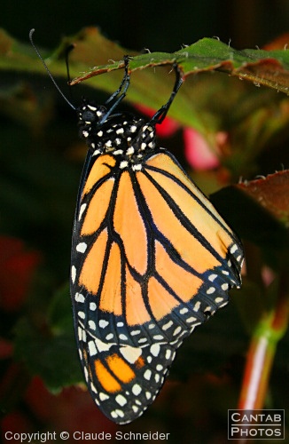 Costa Rica - Butterflies - Photo 18