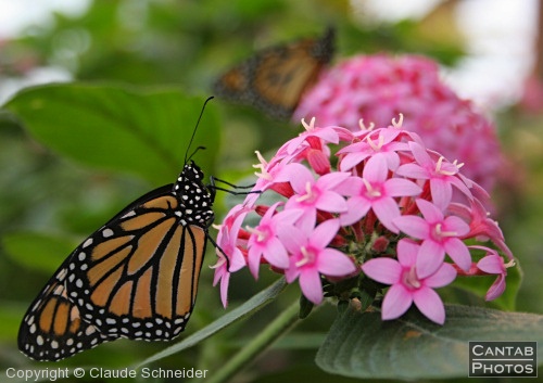 Costa Rica - Butterflies - Photo 19