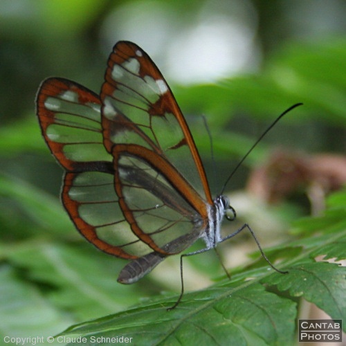 Costa Rica - Butterflies - Photo 20