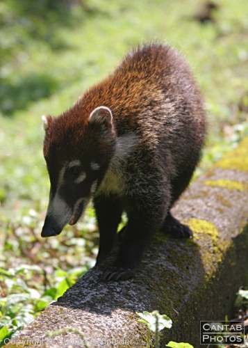 Costa Rica - Mammals - Photo 1