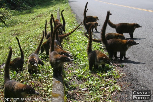 Costa Rica - Mammals - Photo 2