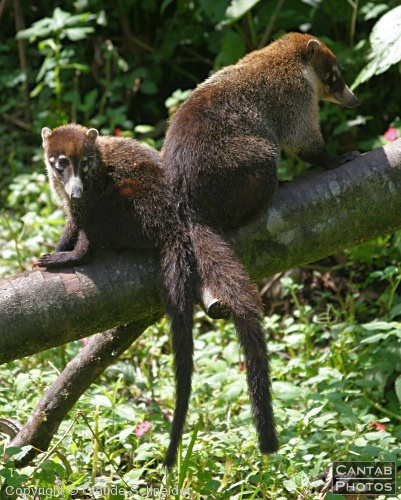 Costa Rica - Mammals - Photo 4