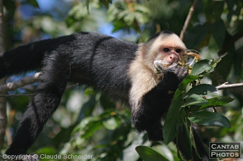 Costa Rica - Mammals - Photo 11