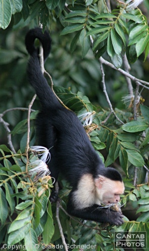 Costa Rica - Mammals - Photo 12