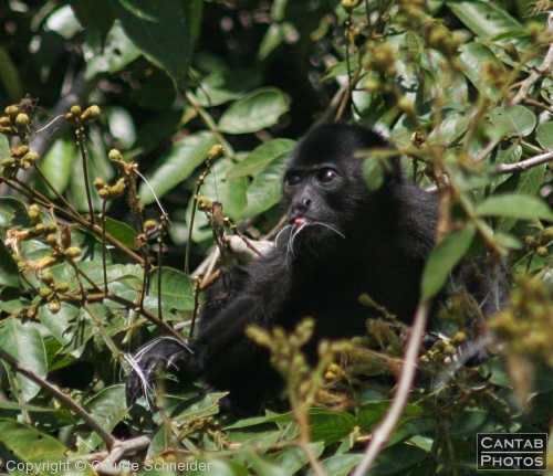 Costa Rica - Mammals - Photo 13