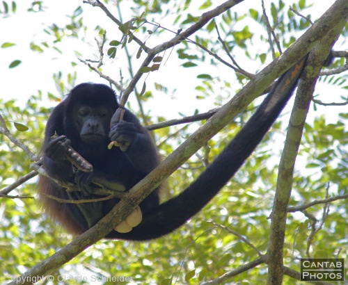 Costa Rica - Mammals - Photo 17