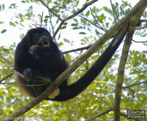 Costa Rica - Mammals - Photo 18
