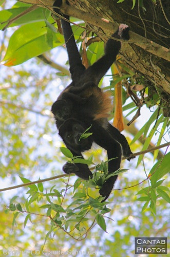Costa Rica - Mammals - Photo 20