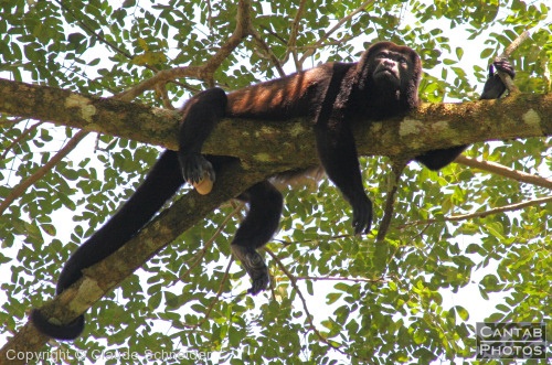 Costa Rica - Mammals - Photo 21