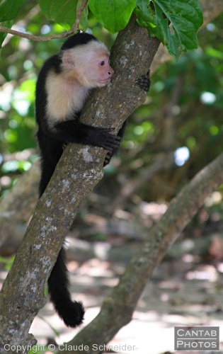 Costa Rica - Mammals - Photo 24